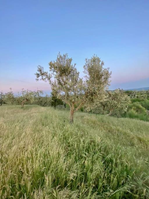Podere San Giorgio Palaia Eksteriør bilde